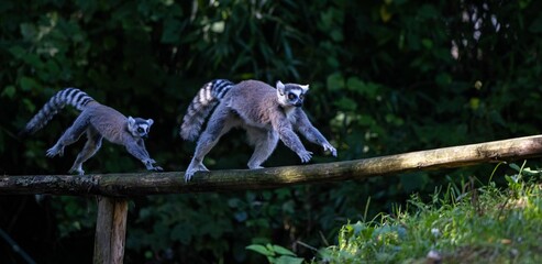 Fototapeta premium Closeup of young Ring Tailed lemurs running on wood