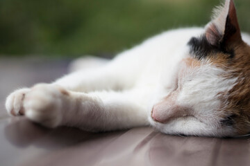 close-up cute cat adult sleeping on the roof.