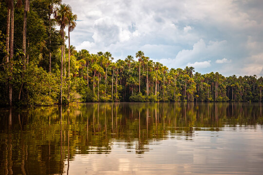 View of Sandoval Lake with beautiful Mauritia palm trees reflecting on the calm waters of the lake, Tambopata Natural Reserve, Puerto Maldonado, Peru