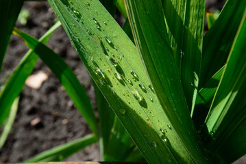 dewy green gladiolus leaves in an outdoor park in autumn