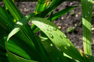 Obraz premium dewy green gladiolus leaves in an outdoor park in autumn