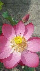 pink lotus flower