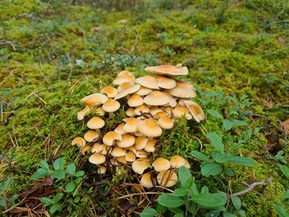 mushrooms in the woods