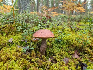 mushroom in the forest