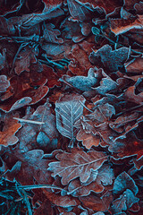 frozen leaves on the ground in winter season, brown background