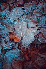 frozen leaves on the ground in winter season, brown background