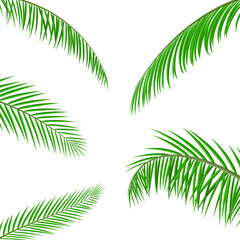 Fototapeta na wymiar Tropical green leaves, coconut palm or banana tree