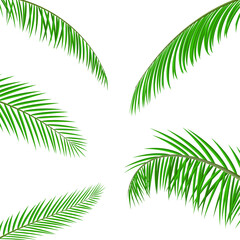 Obraz premium Tropical green leaves, coconut palm or banana tree