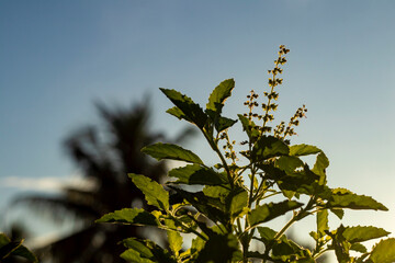 Close up of beautiful green color leaves and flowers Ocimum Tenuiflorum also known as holy basil or Tulsi, Tulasi in Thailand