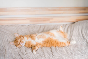 Ginger cat relaxing on couch in living room lying in funny pose on blanket. Pet enjoying sun at home