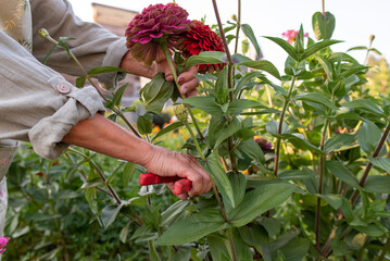Hands of senior woman with hedge clippers cutting zinnia flowers