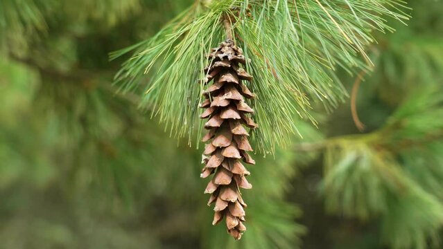 Seasonal pine cone of an evergreen coniferous tree in the forest close-up