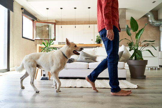 Dog following owner at home