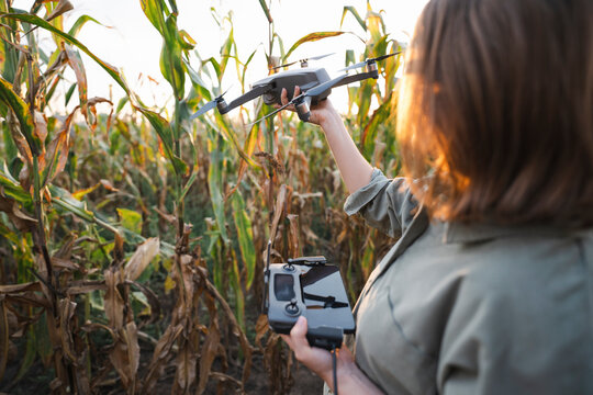 Woman with remote control and drone in maize field