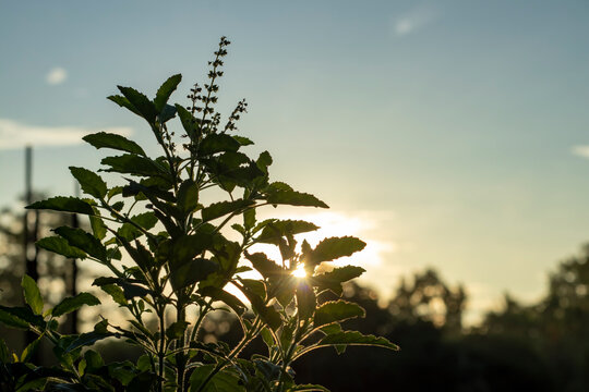 Close up of beautiful green color leaves and flowers Ocimum Tenuiflorum also known as holy basil or Tulsi, Tulasi in Thailand