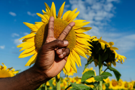 Hand of man gesturing peace sign in front of sunflower - Powered by Adobe