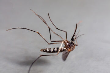Aedes mosquitoes die on the floor.