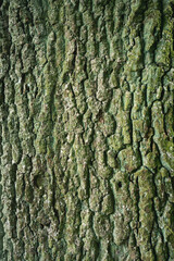 Nahaufnahme von einer Baumrinde. Natur, Moos.