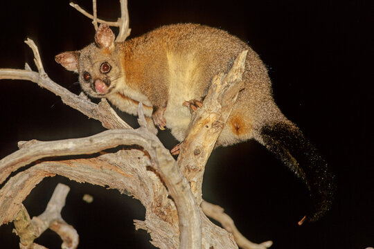 Common Brushtail Possum