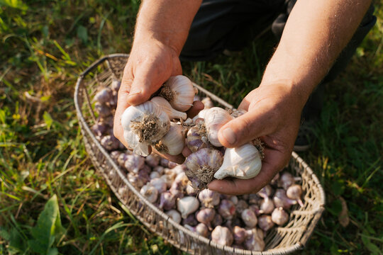 Hands of farmer holding garlic over basket on sunny day