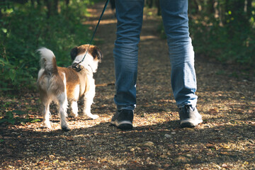 Ein Mann und ein kleiner Terrier Hund auf einem Waldweg. Rückansicht.
