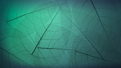 Top view of the leaf. Cell patterns  Skeletons leaves transparent shape .Abstract leaves from nature with Leaf veins abstract of Autumn background for creative banner designa for text and advertising.