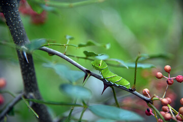 アゲハチョウの幼虫