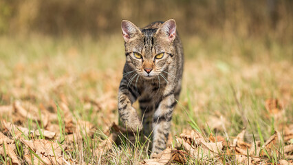 tabby cat kitten in natural environment