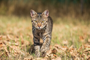 Fototapeta premium tabby cat kitten in natural environment