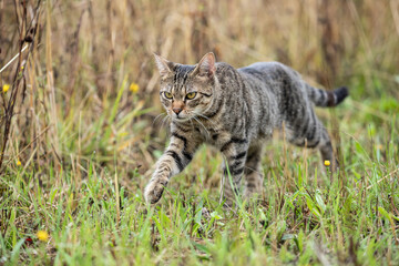 tabby cat in natural environment
