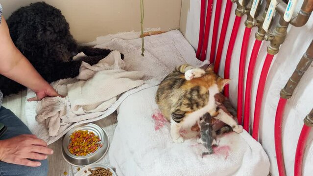 Cat in labor with several newborn babies, high angle view. Dog and human watch scene unfold.