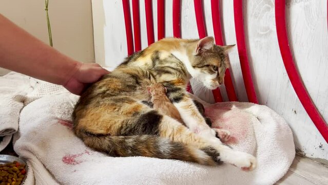 Person comforts cat in labor by petting her gently.