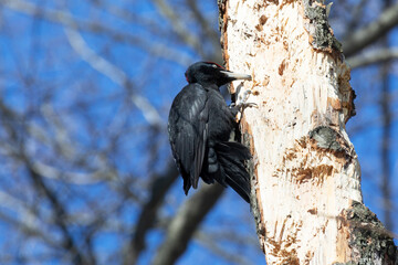 A black woodpecker sits on a tree in the forest on a spring day and looks for insects
