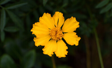 close up of golden marigold flower