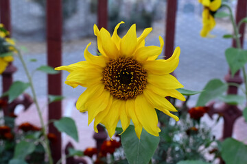 Close-up of sun flower growing in garden