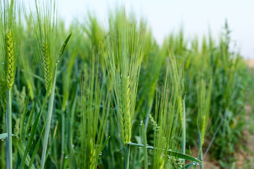Obraz premium Young green wheat in spring summer field