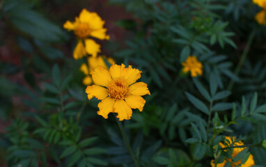 yellow marigold flower and green leaves