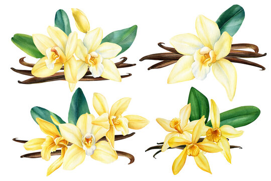 Set of vanilla flowers, dried beans and leaves isolated, hand painted watercolor floral illustration