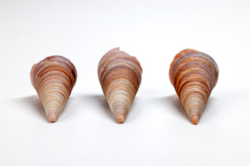 sea shell triton murex conchs bivalves tellins  scallops tulip star natica tun cowrie on white background copy text border frame