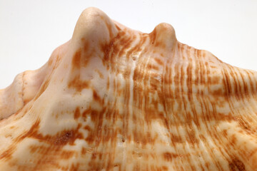 sea shell triton murex conchs bivalves tellins  scallops tulip star natica tun cowrie on white background copy text border frame