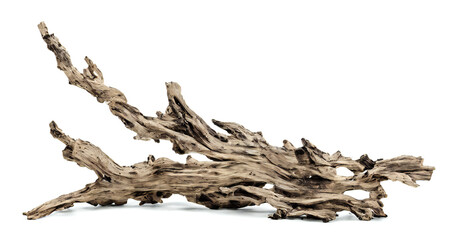 driftwood, old and dry branch isolated on white background