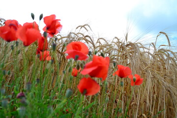 poppies in the field