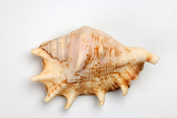 sea shell triton murex conchs bivalves tellins  scallops tulip star natica tun cowrie on white background copy text border frame