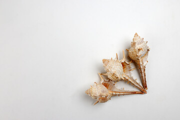 Obraz na płótnie Canvas sea shell triton murex conchs bivalves tellins scallops tulip star natica tun cowrie on white background copy text border frame