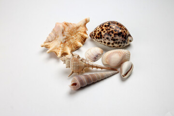 sea shell triton murex conchs bivalves tellins  scallops tulip star natica tun cowrie on white background copy text border frame