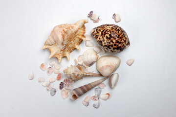sea shell triton murex conchs bivalves tellins  scallops tulip star natica tun cowrie on white background copy text border frame