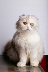 Portrait of a cat of the cottish fold persian