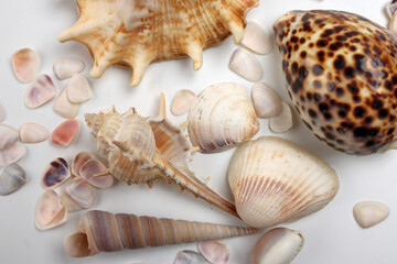 Obraz premium sea shell triton murex conchs bivalves tellins scallops tulip star natica tun cowrie on white background copy text border frame