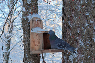 bird house on a tree