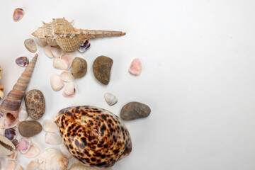 sea shell triton murex conchs bivalves tellins  scallops tulip star natica tun cowrie on white background copy text border frame